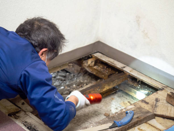 Best Mold Removal Near Me  in Raoul, GA