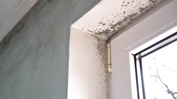 Professional Mold Removal in Raoul, GA