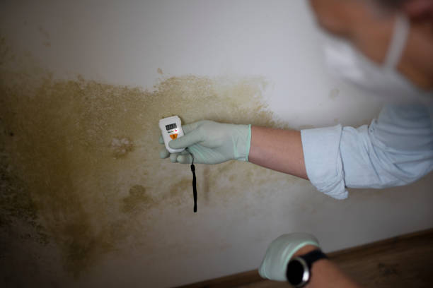 Best Mold Remediation  in Raoul, GA