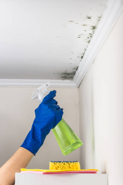 Best Toxic Mold Removal  in Raoul, GA